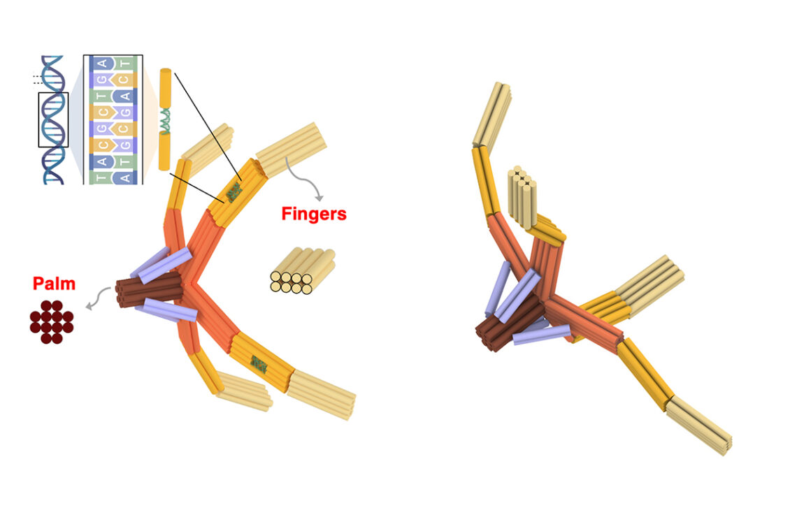 Dynamic Dna Nanorobot hand made of DNA grabs viruses for diagnostics and blocks ...