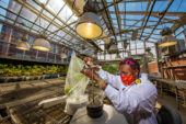 Ngumbi in the greenhouse examining one of the experimental plants