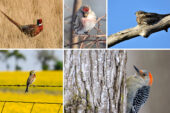 Photos of birds seen in the study. Clockwise, from top left: ring-necked pheasant, common redpoll, common nighthawk, red-bellied woodpecker and dickcissel.