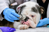 A bulldog on a veterinary table with a stethoscope at its nose