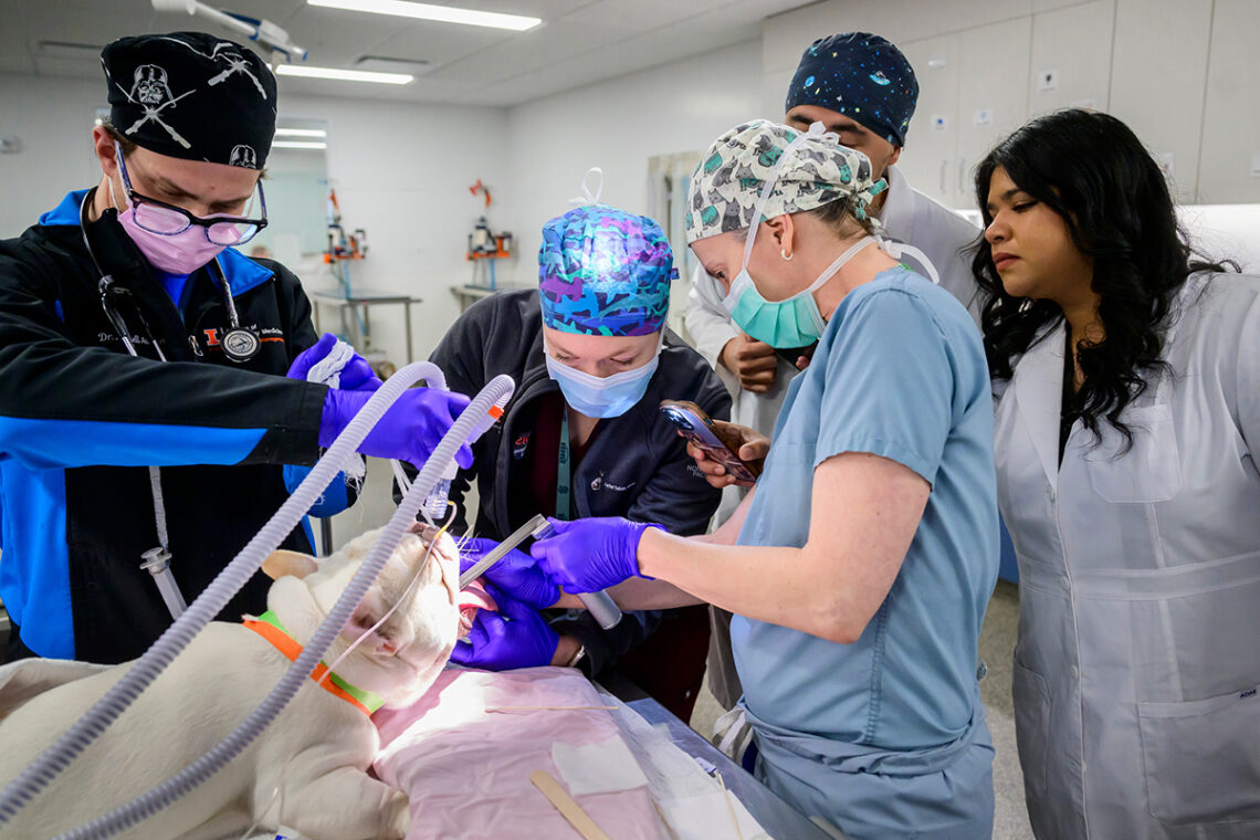 Phillips and her team prepare for Bento’s upcoming surgery.