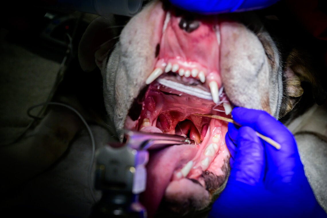 For brachycephalic dogs with elongated soft palates, the soft tissue partially obstructs the dog’s airway. Phillips lifts the drooping soft palate to see the opening to the windpipe in Willow’s mouth.