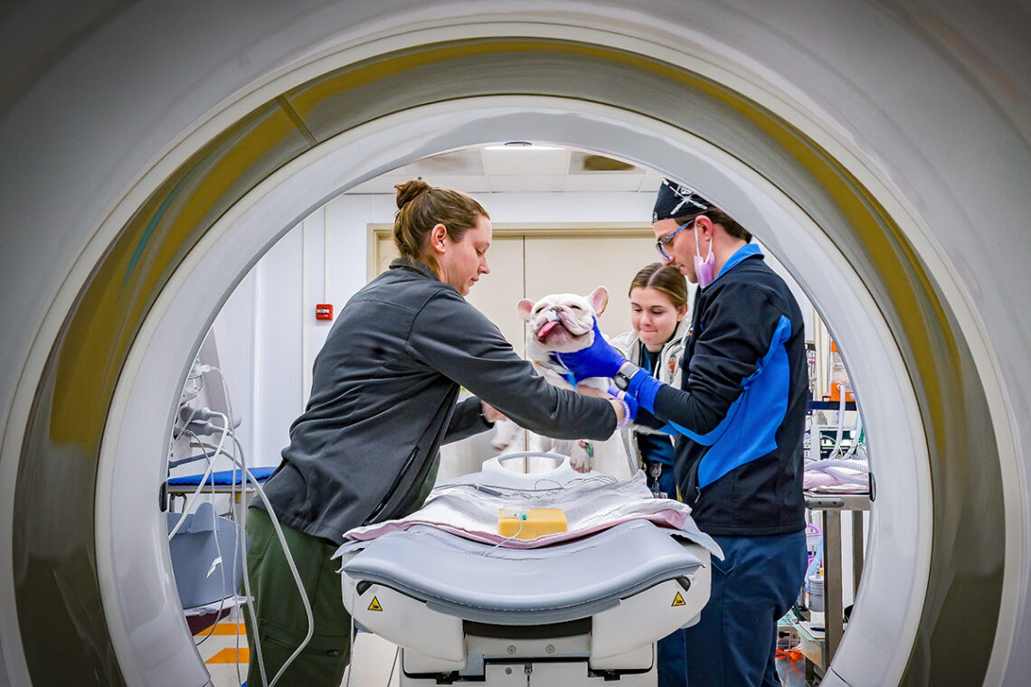 Animal imaging technologist Dallas Fredrick, left, and veterinary resident Mitchell Ashkin lift Bento as they prepare to do a CT scan.