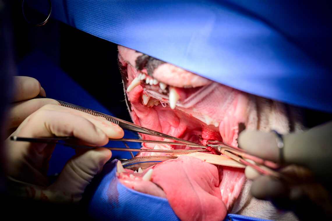 The surgical team works to adjust Willow’s soft palate so that it doesn’t hinder the dog’s breathing.