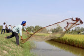 A farmer tosses his net into one of the ponds on the cooperative grounds.