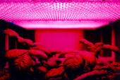 Public domain of plants growing in laboratory designed to be used in space.