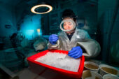 Illinois Natural History Survey medical entomologist Jiayue (Gabriel) Yan peers through a viewing port as he works inside a sealed glove box, using tongs to carefully handle Aedes aegypti mosquitoes.