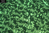 An optical micrograph showing the chiral liquid crystal phase of a polymer that researchers are exploring to produce highly efficient semiconductor materials.