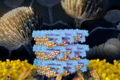 An artists rendering of an amphotericin B sterol sponge
