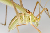 A living example of the genus Arethaea.