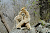 Mother and juvenile golden snub-nosed monkey, Rhinopithecus roxellana.