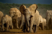 African savanna elephants