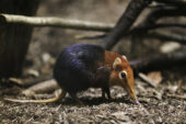 Photo of elephant shrew