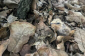Young whip-poor-will on the ground blends in with the leaf litter