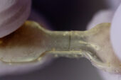A close-up of an elastic polymer that was cut in two and healed overnight.