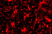 A microscope image of cells