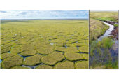 Photo shows a textured pattern of sunken tundra, with tiny islands of land surrounded by standing water.