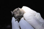 Gloved hands hold an Indiana bat.