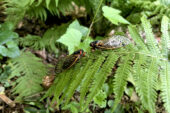 Two Brood X adults of the genus Magicicada rest on a fern leaf.