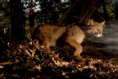 Camera-trap closeup of a puma walking through a dark forest.