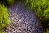 Dried ground with mudcracks and grass growing around edges.