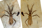 Photos of both halves of the fossil, showing the assassin bug's banded legs and abdomen, and with a view of the genital capsule called the pygophore, which is shaped like a tiny almond with some hard structures inside.