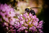 A carpenter bee on the Illinois campus last summer.