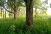 Woodland sunflower and purple joe-pye weed grow under mature bur oak trees.