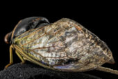 Researchers have demonstrated a new fabrication technique that allows them replicate the nanostructures found on cicada wings that make them water- and microbe-repellent.