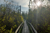 Photo of a wooden boardwalk (with wooden rails) cutting through tall vegetation on either side. The sun rises to the right, casting long shadows on the boardwalk, which doglegs to the left a bit.