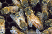 Image shows a few Africanized honey bees in a hive.