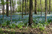 Image shows a field of blooming bluebells under a canopy of trees in the forest
