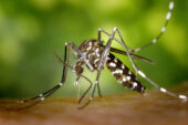 An Asian tiger mosquito prepares to feed on a human hand.