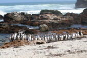 A new study of Humboldt penguins reveals metabolic differences between those that nest in sheltered and exposed areas.