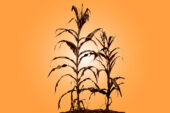 Two Indian corn plants standing in the sun.