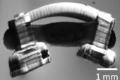 A microscope image of a bio-bot.