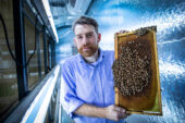 Entomology professor Adam Dolezal and his colleagues found that infection with the Israeli acute paralysis virus increases the likelihood that infected bees are accepted by foreign colonies