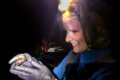 Illinois Natural History Survey wildlife biologist Tara Hohoff holds a bat during mist netting to collect data on bat populations in central Illinois.