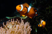 Anemonefish spend their lives in close proximity to their anemones. Females are larger and usually defend the nest; males spend more time tending to the eggs.