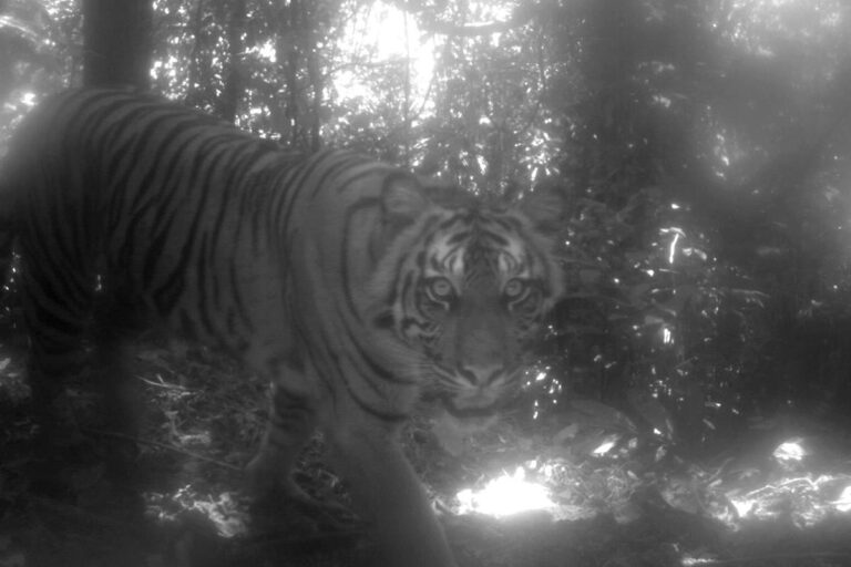 Camera Trap Study Captures Sumatran Tigers Clouded Leopards Other