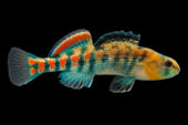 Researchers sequenced the genome of the orangethroat darter, pictured, and compared it with that of the rainbow darter, a closely related species.