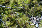 Fire-loving fungi are among the first organisms to appear on the forest floor after a fire, followed closely by mosses and lichens.