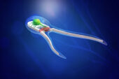 An artist rendering of a new generation of bio-bots – soft robotic devices powered by skeletal muscle tissue stimulated by on-board motor neurons.