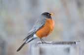 Unlike many other species, American robins are often able to detect and remove eggs that brown-headed cowbirds or other brood parasites deposit in their nests.