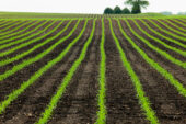 University of Illinois scientists have linked historical crop insurance, climate, soil and corn yield data to quantify the effects of excessive rainfall on corn yield.