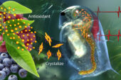 A new drug-delivery system that contains crystalized catechin – an antioxidant found in green tea and fruit – can sense trouble and respond by releasing antioxidant to restore a normal heart rate to water fleas undergoing cardiac stress brought on by high oxidant levels