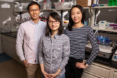 Materials science and engineering professor Qian Chen, center, and graduate students Binbin Luo, left, and Ahyoung Kim find inspiration in biology to help investigate how order emerges from self-assembling building blocks of varying size and shape.