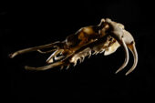 Like other vipers, puff adder skulls have hinged jaws that deploy the fangs when the animal opens its mouth to strike.