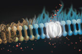 People with cystic fibrosis are missing a protein in the lining of the lung that releases bicarbonate, a key infection-fighting agent. The drug amphotericin can form channels to release bicarbonate in lung tissue, restoring the airway surface liquid’s antibiotic properties.