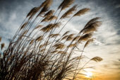 Sun sets behind tall grass.